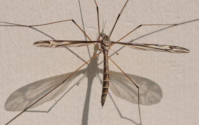 Crane Fly and it's Shadow
