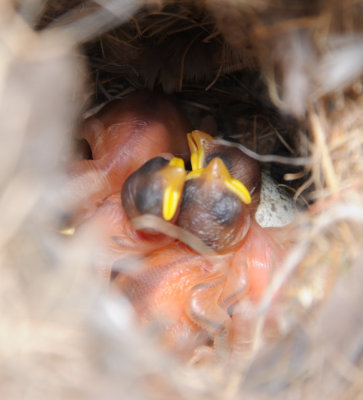 Four newly hatched Song Sparrows (and one egg)