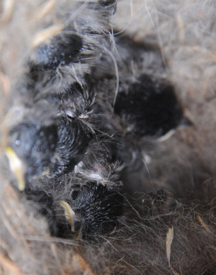 Five Young Chickadees