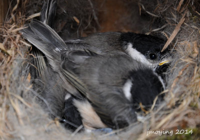 Chickadees almost ready to leave the nest