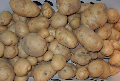 Our first ever potato harvest.  44 lbs from just a few plants.