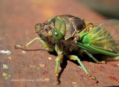 A Young Cicada (less than 30 minutes after climbing out of it's nymph skin)