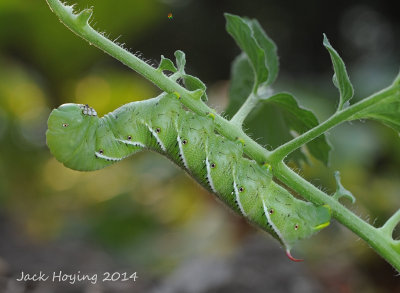 Tomato Hornworm (Manduca quinquemaculata)