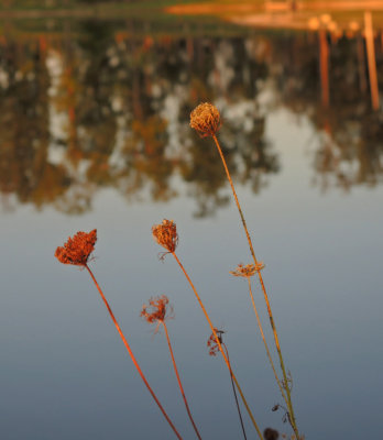 Weeds and pond reflection