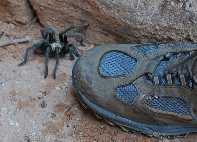 Tarantula Spider along the Trail in Zion National Park