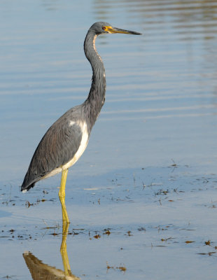 Tri-Color Heron