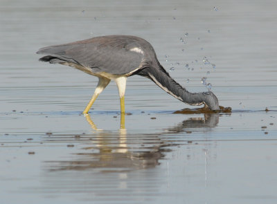 Tri-Color Heron fishing
