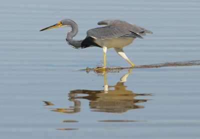 Tri-Color Heron using it's wings to herd fish into the shallow water