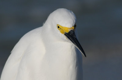 Snowy Egret