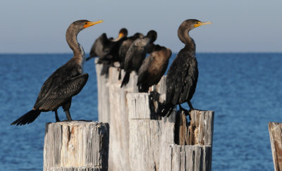 Cormorants lined up
