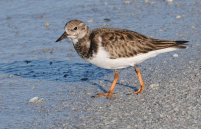  Ruddy Turnstone