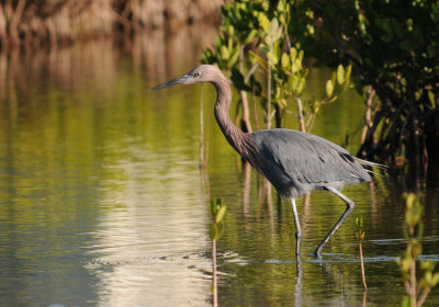 Reddish Egret
