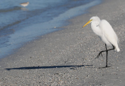 Great Egret