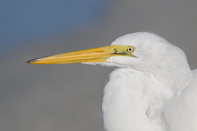 Great Egret Close-Up