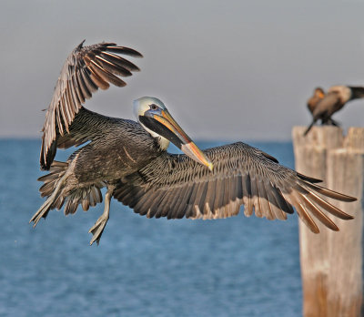 Pelican coming in for a landing