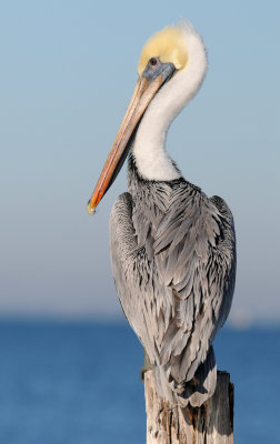 Pelican Posing