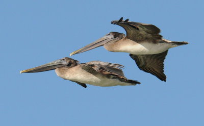 Pelican fly-over