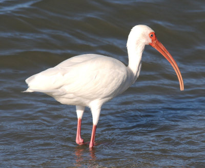 Ibis in the surf