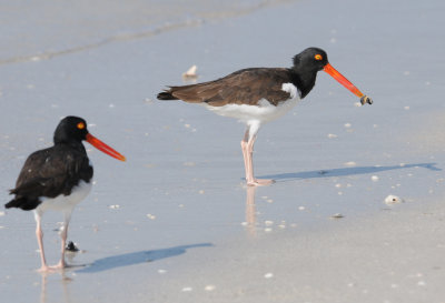 Oyster Catchers