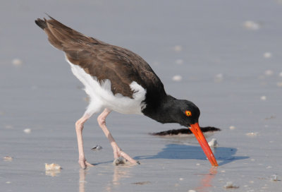 Oyster Catcher