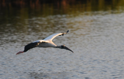 Wood Stork