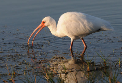 Ibis