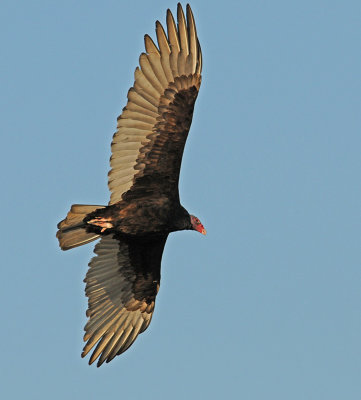 Turkey Vulture (Buzzard)