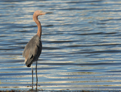 Reddish Egret