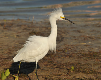 Snowy Egret