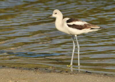 Avocet