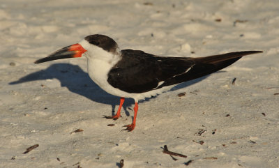 Skimmer
