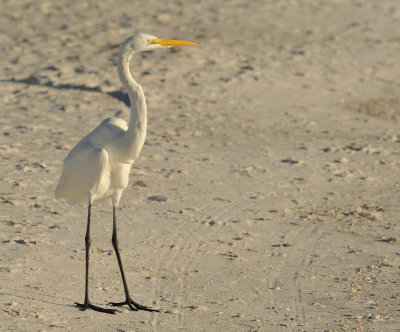 Great Egret