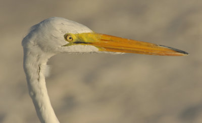 Great Egret close-up