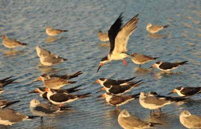 Skimmers and Seagulls