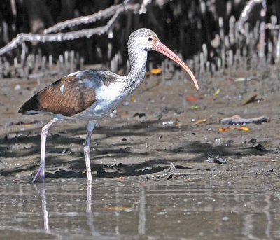 Immature Ibis