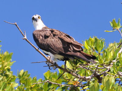 Osprey checking me out