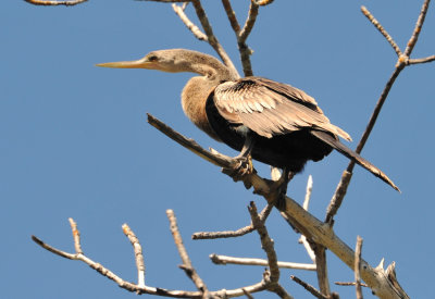 Anhinga