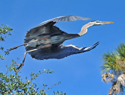 Great Blue Heron launching from a tree