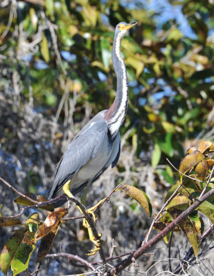 Tri-Color Heron