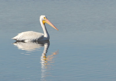 White Pelican