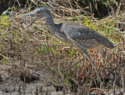 Black-Crowned Night Heron