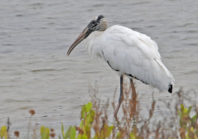 Wood Stork