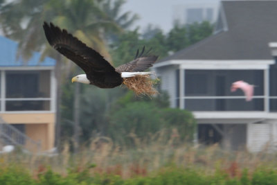 Bald Eagle with nesting material