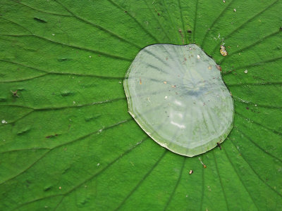 Water on a lilly pad leaf