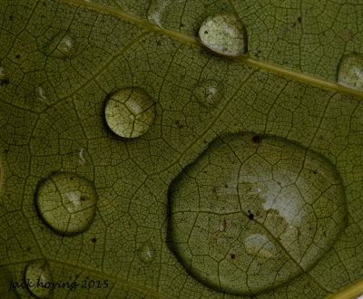 Rain on an Oak Leaf (13.25 so far in the last 2 weeks)