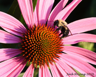 Early Morning Bee on the Cone Flowers