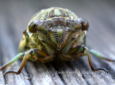Cicada Visitor