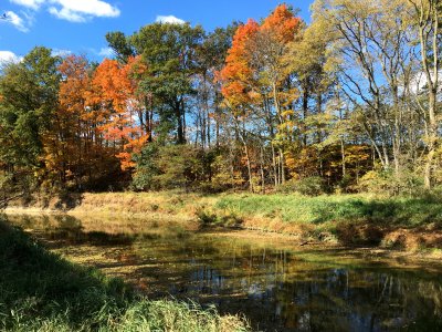 Fall colors along Loramie Creek
