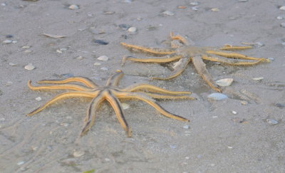 Starfish at Low Tide