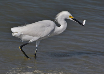 Snowy Egret with a catch